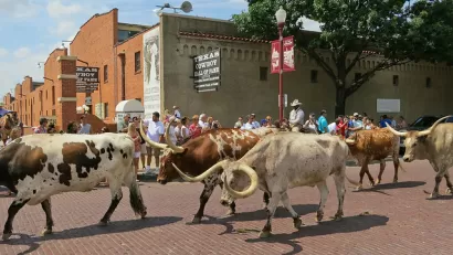 Cattle Drive
